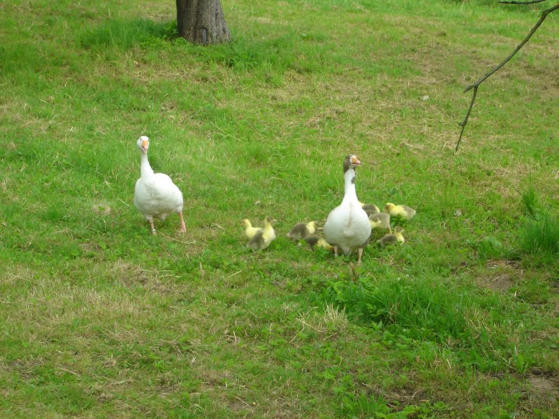 Gänse auf der Wiese