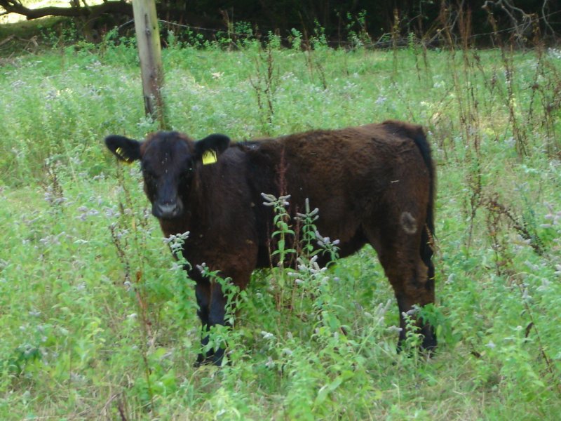 Galloway Kalb