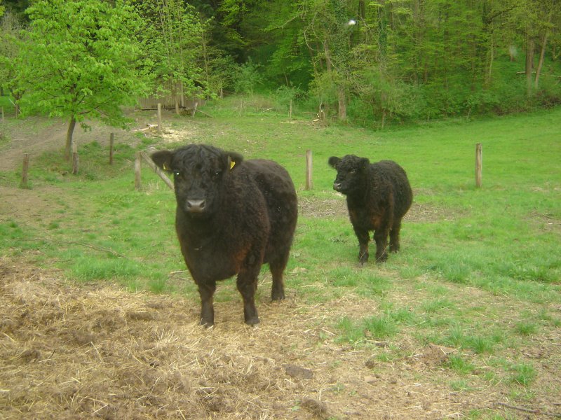 Galloways