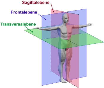 Körperachsen / Körperebenen